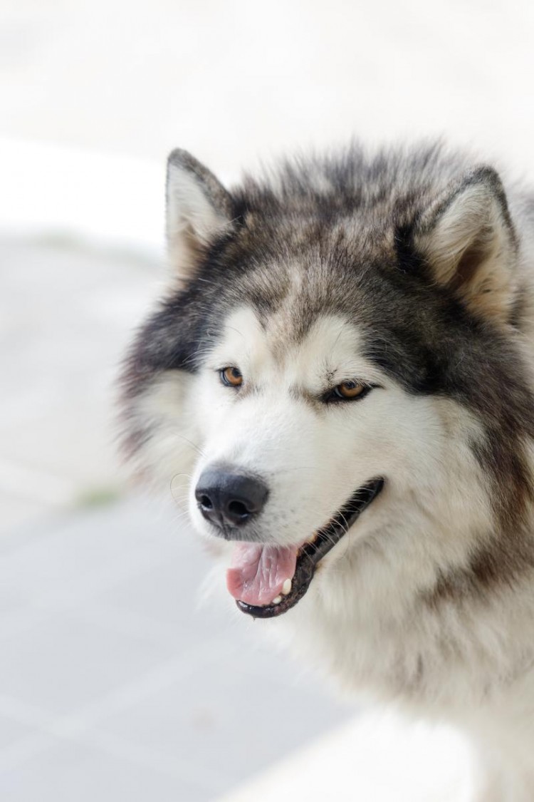 哈士奇为什么不能当警犬看完你就知道了！