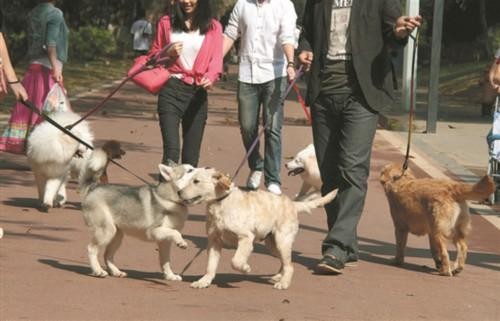 “养犬备案制”在东莞正式实施