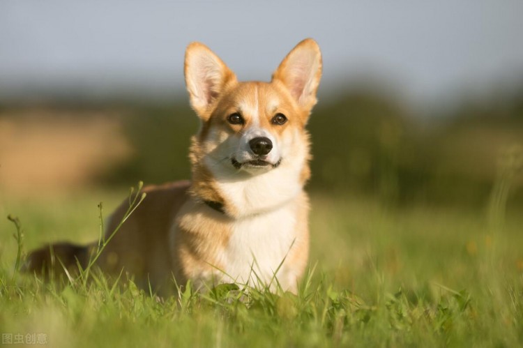 一只威尔士柯基犬从东莞航空托运到绵阳的案例分享