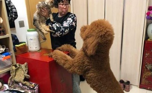 与泰迪犬的感情越深做这6件事情越容易让它伤心