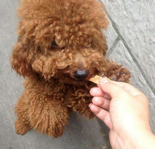 与泰迪犬的感情越深做这6件事情越容易让它伤心