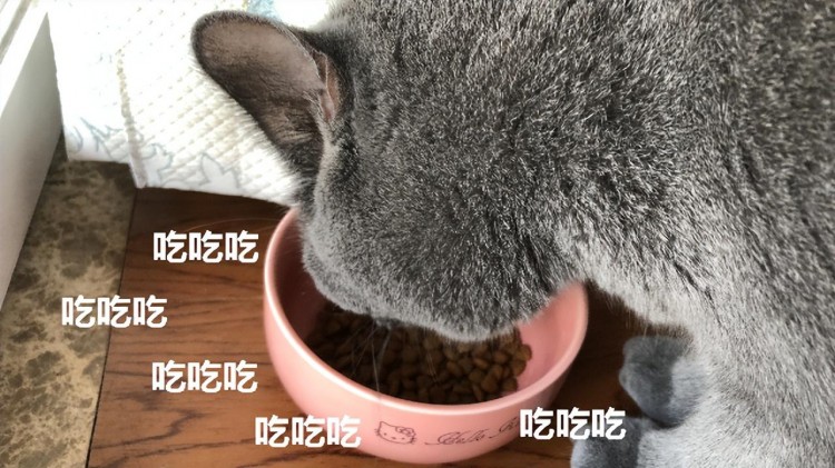 八大优质猫粮排名