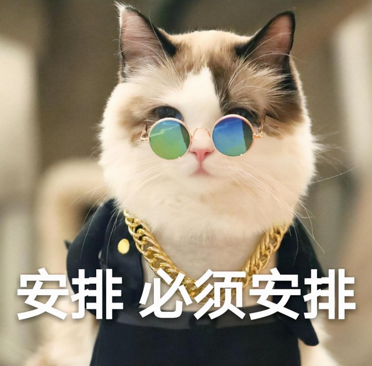 猫吃什么猫粮可以美毛？养猫一定要看！