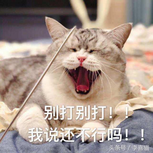 暴脾气的猫咪们一言不合就动手，它们这般生气到底是为什么