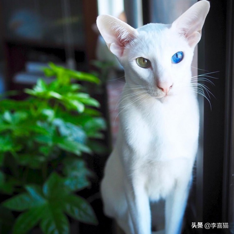 辟谣：异色瞳的猫咪都是波斯猫错虹膜异色症跟品种没有强关联