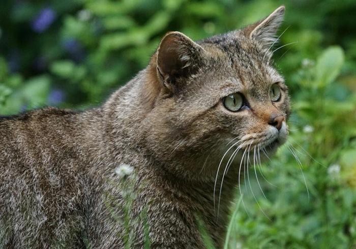 猫咪真被驯化了吗你以为它是小可爱实际上仍是独立的猫主子