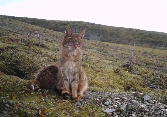 猫咪真被驯化了吗你以为它是小可爱实际上仍是独立的猫主子