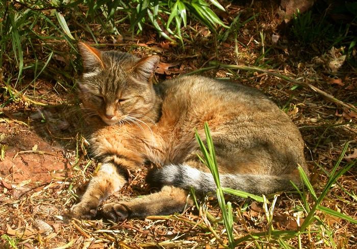 猫咪真被驯化了吗你以为它是小可爱实际上仍是独立的猫主子