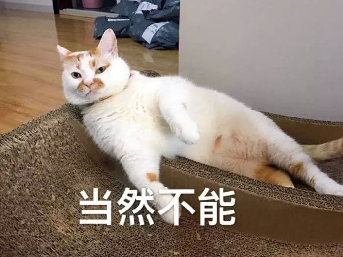 论当代养猫年轻人的消费观