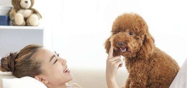 你家泰迪犬真的爱你吗？就看它有没有这8个举动