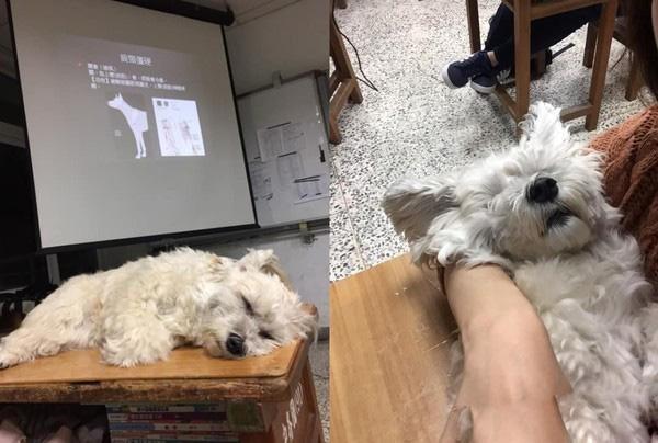 台北有个助教汪，经常陪主人上老犬护养课，太累了趴桌呼呼大睡