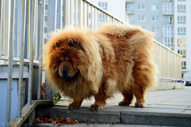 松狮犬能作为名犬居然是因为它的性格