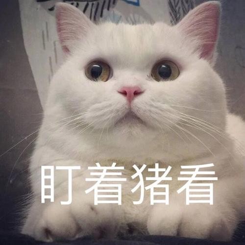 你们模仿猫咪“喵叫”，在它眼里，其实就是这么想的