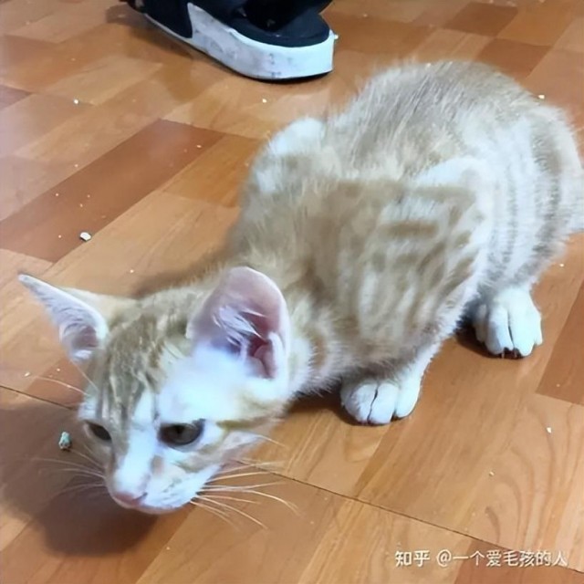 注意！你家猫咪有哮喘吗