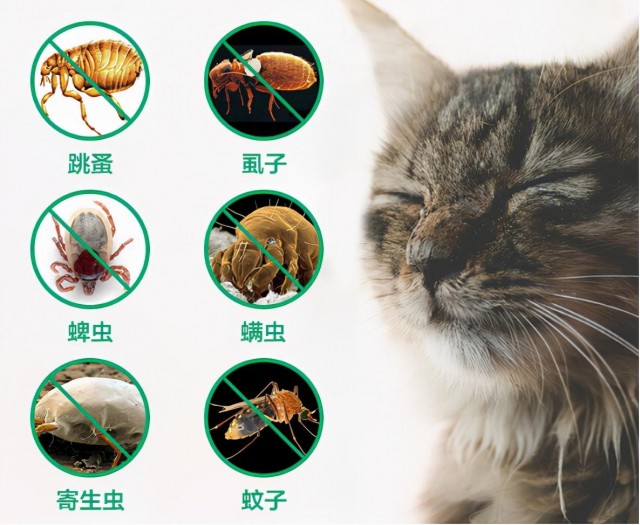 猫有跳蚤怎么办？使用这些方法非常实用