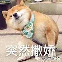 柴犬怀孕了作为铲屎官的你都应该注意什么！！！