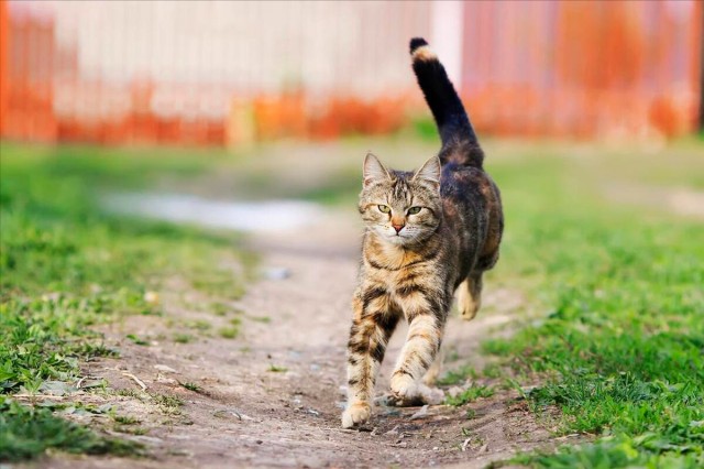 您知道小猫的狩猎表现是什么吗，这意味着什么？