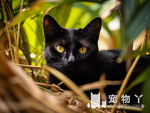 去年东莞8万多人被猫狗伤害 在家养宠物最好提前接种疫苗