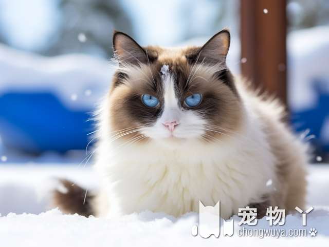 东方猫vs暹罗猫：有何不同？