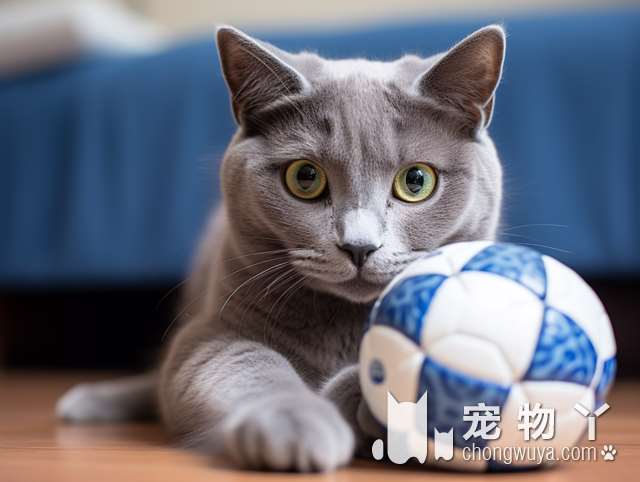 新买的金吉拉猫不吃东西？